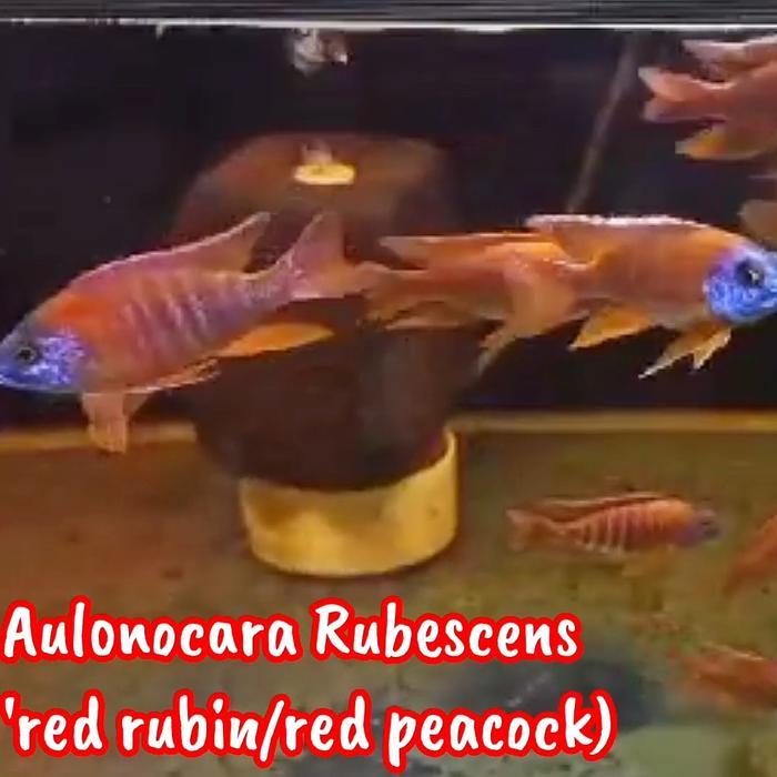 [Pakan Cichlid] Red Rubin (Aulonacara Stuartgranti Sp) 7-8 Cm