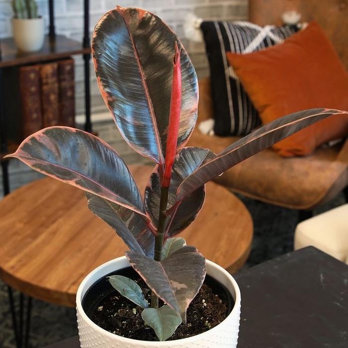 Ficus elastica ruby - tanaman hias karet kebo ruby merah