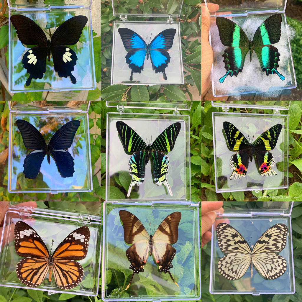 Natural Real Butterfly Specimens Rare And Exquisite Specimens For Home Decoration Display Collection
