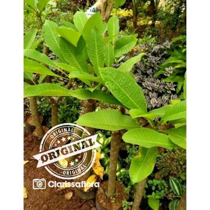 Najwa Gadget Tanaman Hias Kamboja Bali Cendana Emas Bibit Cutting