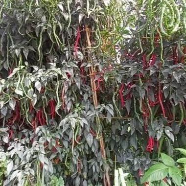 Serasiinspace Benih Cabe Merah Keriting Tinggi 2 Meter Lokal Legum 10 Gram - Cmk Lokal Legum - Bibit