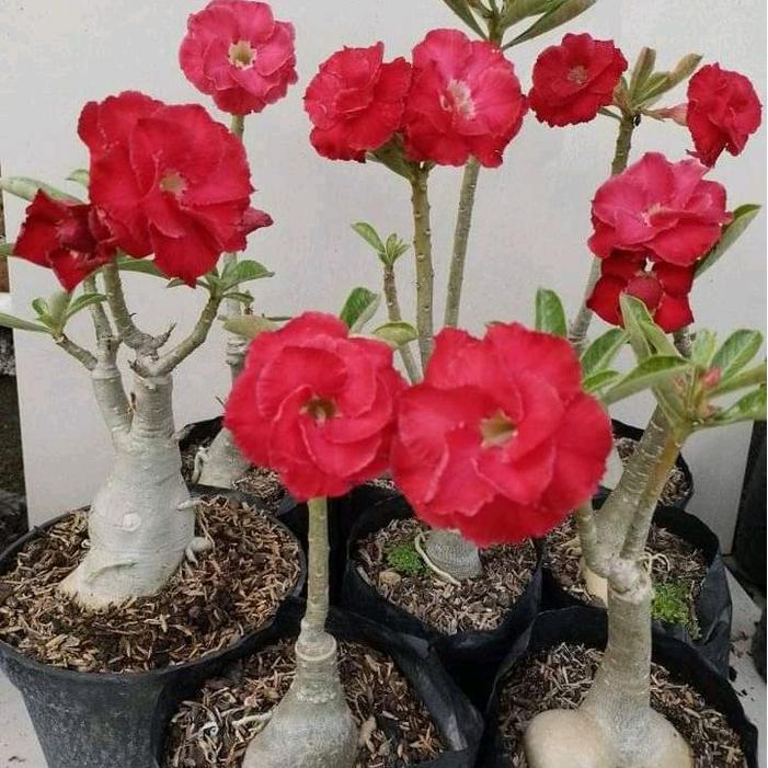 Paket 4 pohon adenium grafting bunga tumpuk