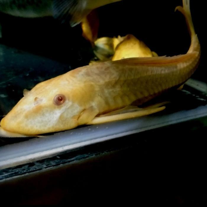 Ikan Hias Sapu Sapu Albino Pembersih Lumut Kaca Aquarium Size Sedang Terjamin