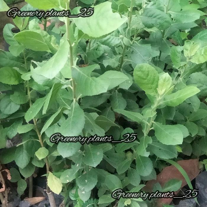 BIBIT DAUN BELUNTAS TANAMAN LUNTAS Lalapan Daun Luntas