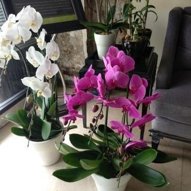 Anggrek Putih dan Anggrek Ungu, tanaman hidup untuk kado.