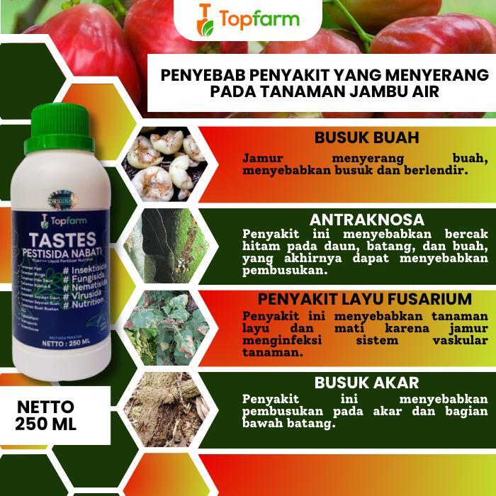 "New" PESTISIDA UNTUK POHON JAMBU AIR / PESTISIDA KHUSUS TANAMAN JAMBU AIR / PESTISIDA BUAH JAMBU