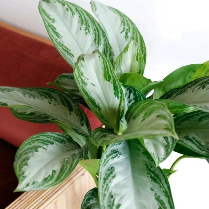 Najwa Gadget Aglaonema Silver Bay / Diefenbhacia / Aglaonema