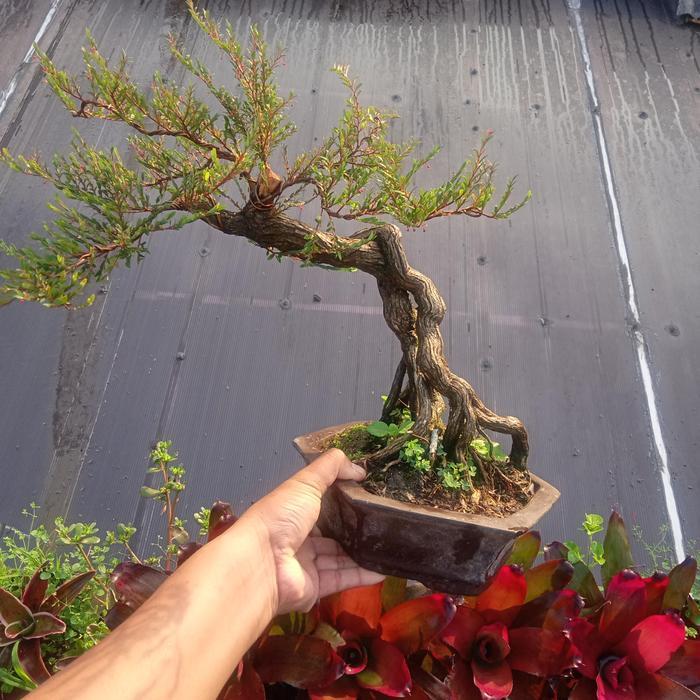 bonsai jadi cendrawasih unik