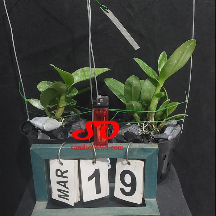 [ REMAJA ] Dendrobium Imelda Marina Masagung