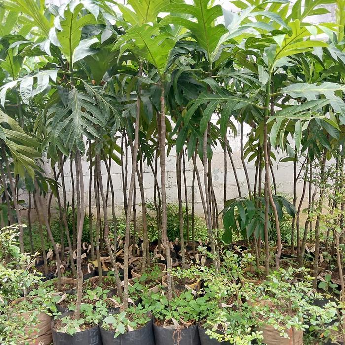 pohon buah sukun tinggi 2 meter