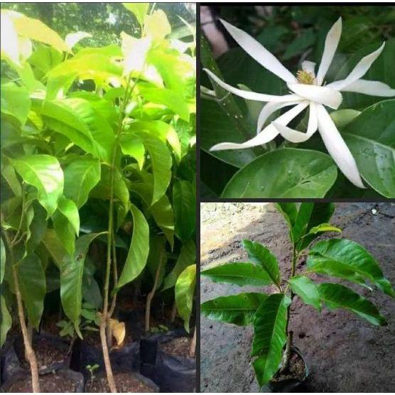 bibit bunga cempaka kantil putih - kembang kantil