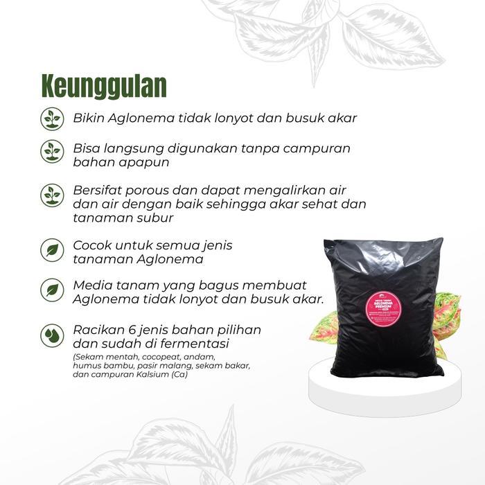 "New" Media Tanam Aglonema Fermentasi Media Tanam Premium Aglonema Tanaman