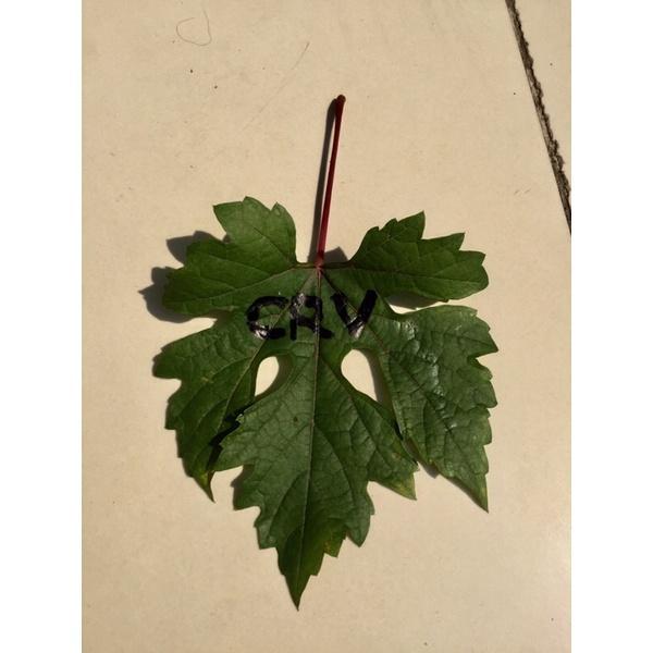 HARGA PROMO Entres anggur ningrat Mondrop, CRV, Taldun, Banana, Gozv, TAMBULAPOT