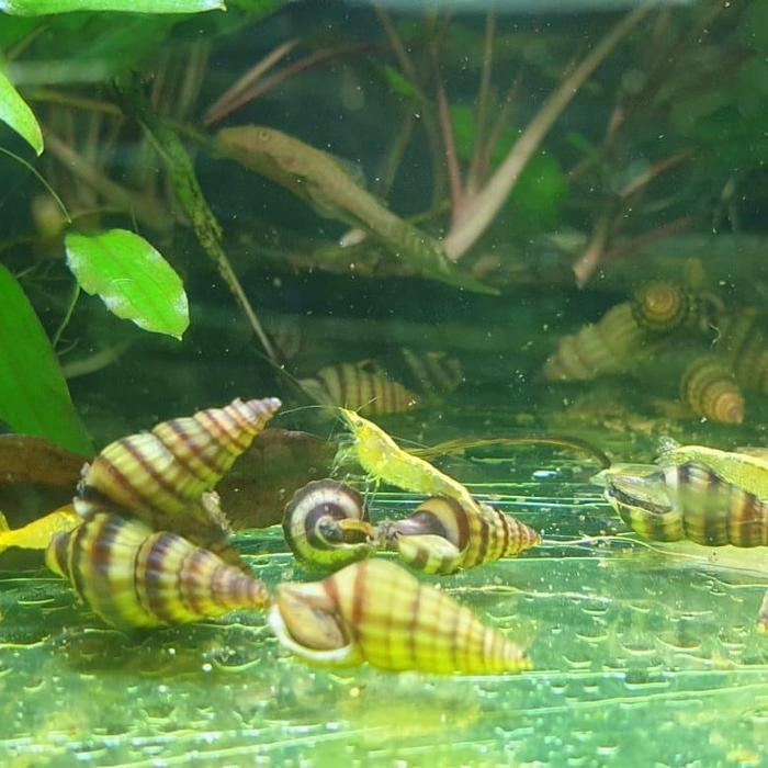 Keong Tanduk Turbo / Keong Aquascape