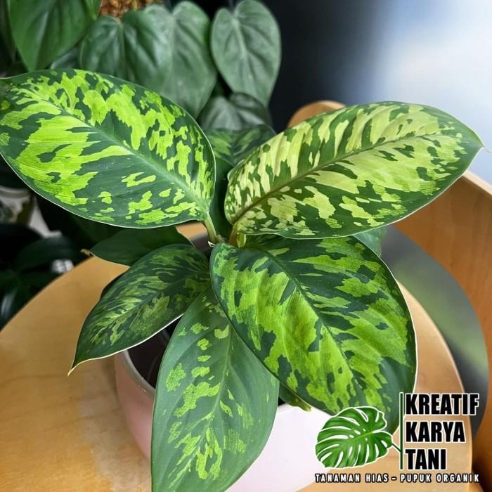 Najwa Gadget Tanaman Hias Hamalomena Wallisii - Hamalomena Walisi