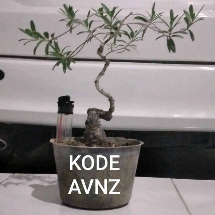 Pohon Santigi untuk bahan bonsai mame kode AVNZ