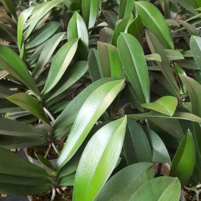 Bibit Anggrek Bulan Mini (dewasa siap berbunga)