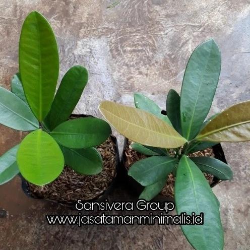 Bibit Tanaman Garcinia Kambogia / Asam Gelugur