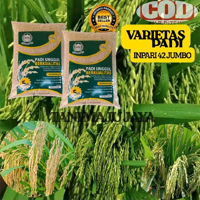 BIBIT PADI BENIH PADI UNGGUL VARIETAS INPARI 42 JUMBO KEMASAN 5 KG Biji Pupuk Tanaman