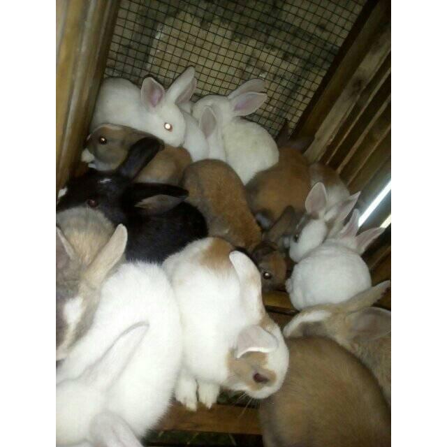 Kelinci Lokal Anakan Tbk