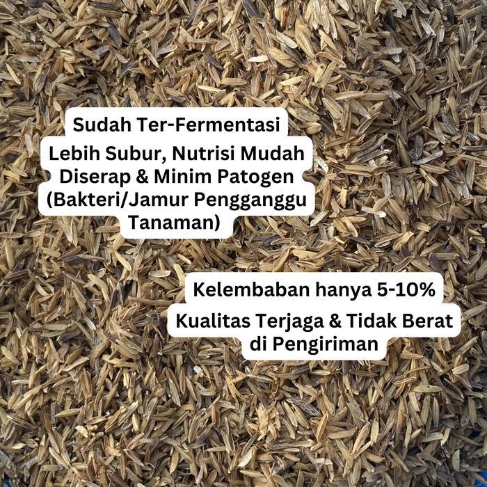 Sekam Mentah Fermentasi - Media Tanam Tanaman Hias Aglonema Monstera