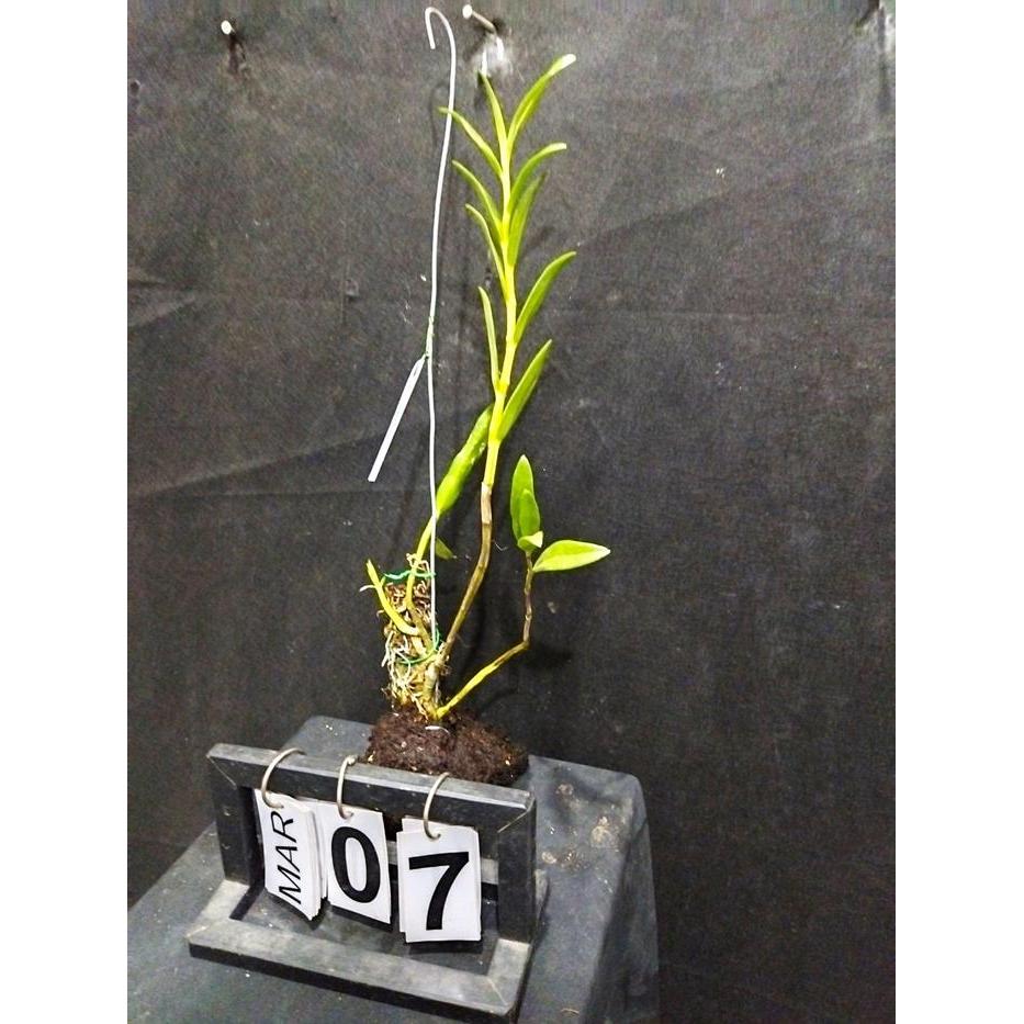 [ DEWASA ] Dendrobium leporinum
