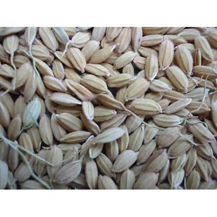 Gabah Lampung / Gabah Bangkok Kecil 1 Kg