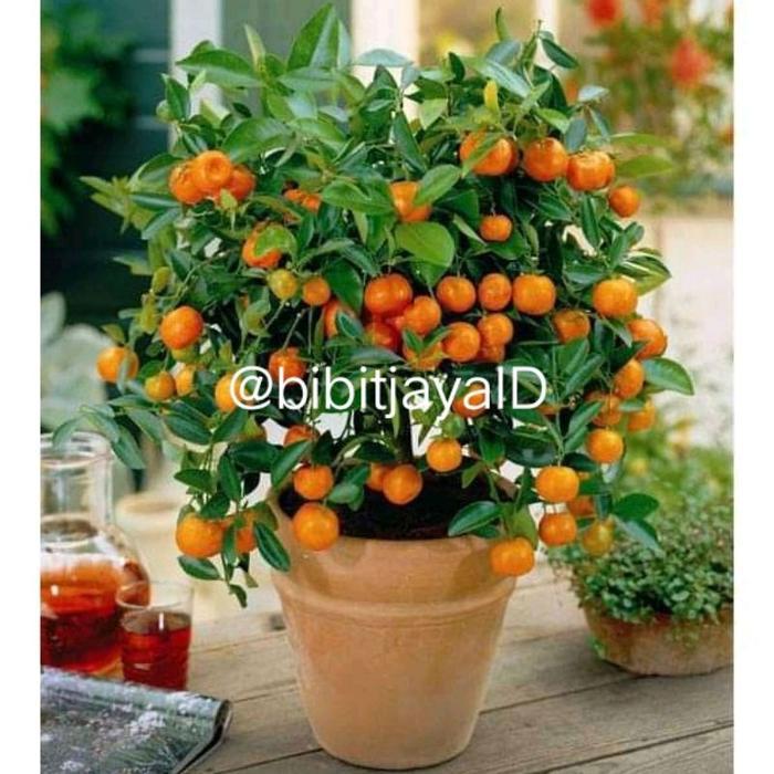 Bibit Jeruk Santang Madu Okulasi