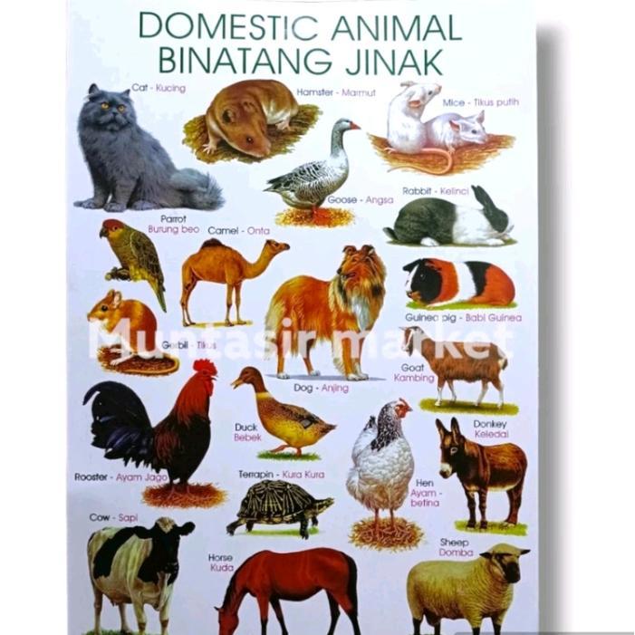 poster edukasi hewan jinak