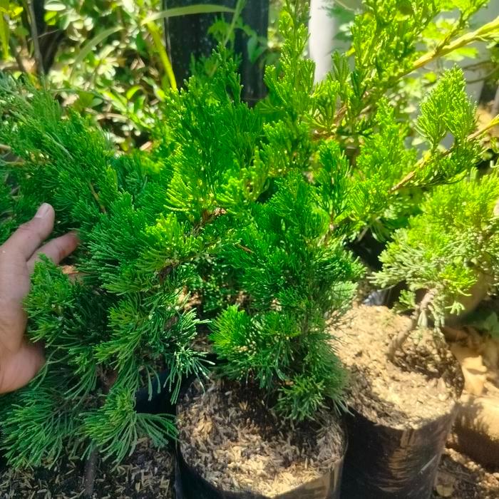 CEMARA JUNIPERUS SINENSIS GREEN ORI. BAHAN BONSAI