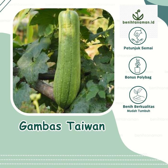 3 Biji - Benih Gambas Belustru Luffa Taiwan