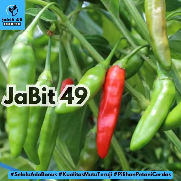10gr (-+ 2.000 Biji) Benih Cabe Rawit Hijau Lokal Cabe Gunung Cengek