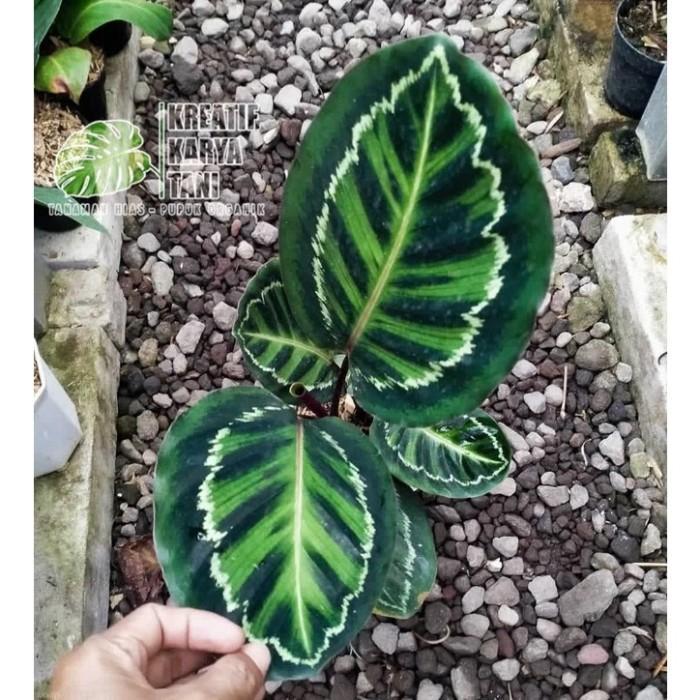 Najwa Gadget Tanaman Hias Calathea Linden - Calathea Linden