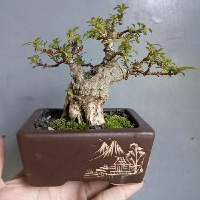 bonsai beringin california bogel siap pajang