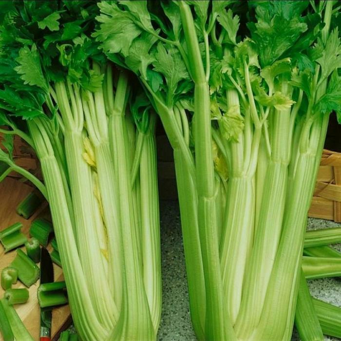 BIBIT BENIH CELERY - TALL UTAH / BENIH SELEDRI BESAR / REPACK IMPORT