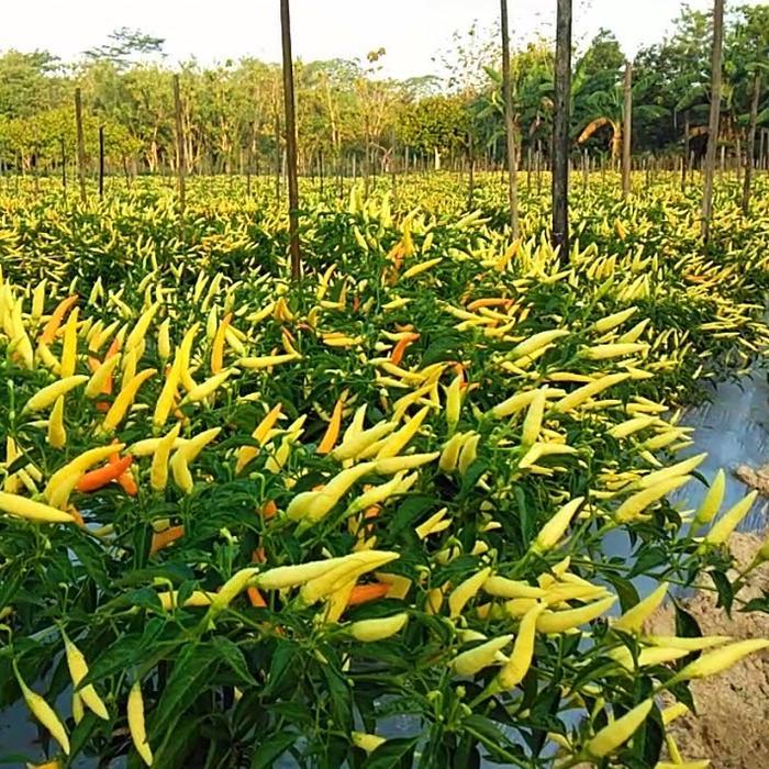 BENIH CABAI RAWIT DEWATA 43 F1 - EAST WEST SEED CAP PANAH MERAH