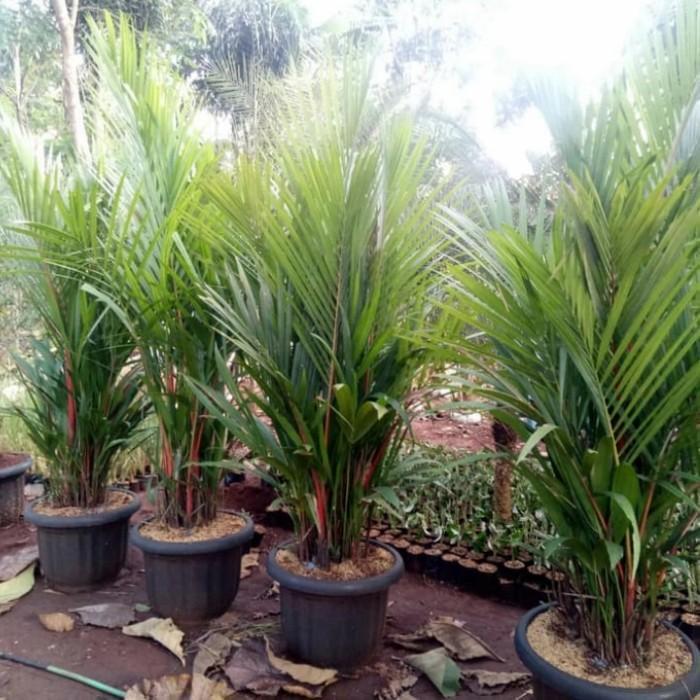 Tanaman hias, Pohon Palem Merah ukuran 2 meter + pot hitam.
