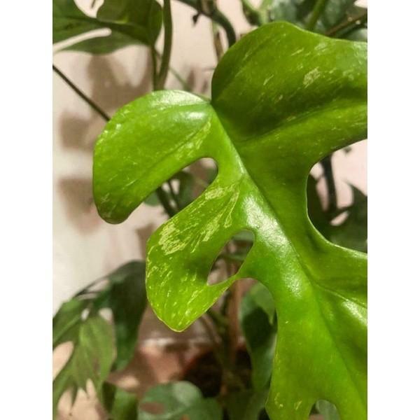 Bibit bonggol monstera tetrasperma varigata - monstera mini varigata