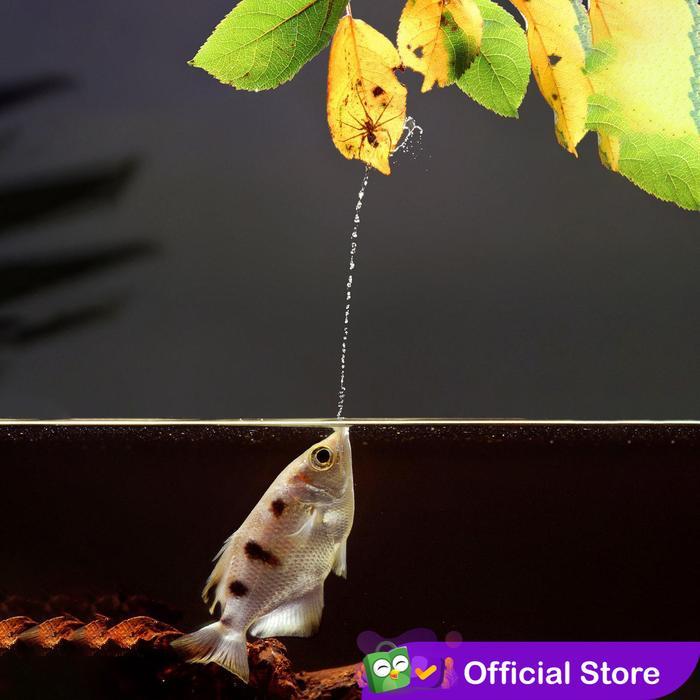 Archer Fish / Sumpit / Ikan Pemanah