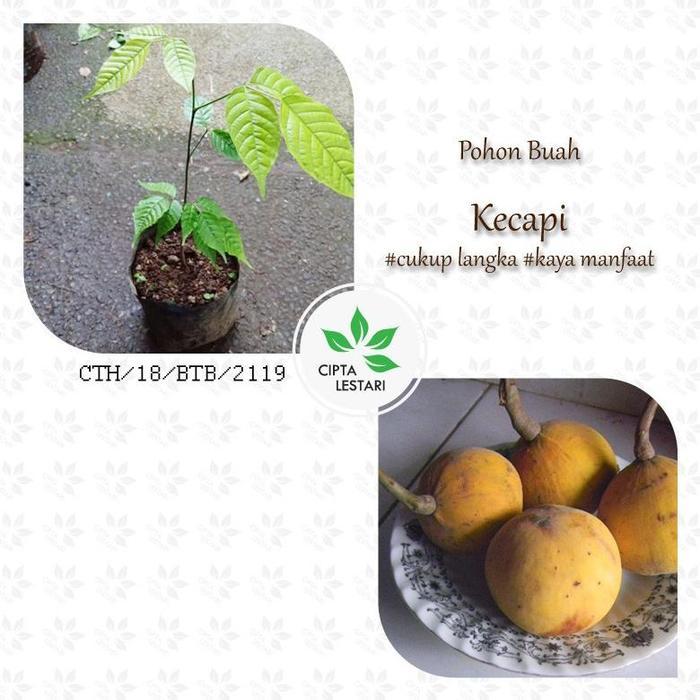 Zico Stored Bibit Pohon Kecapi Bibit Kecapi Tanaman Buah Kecapi Favorite