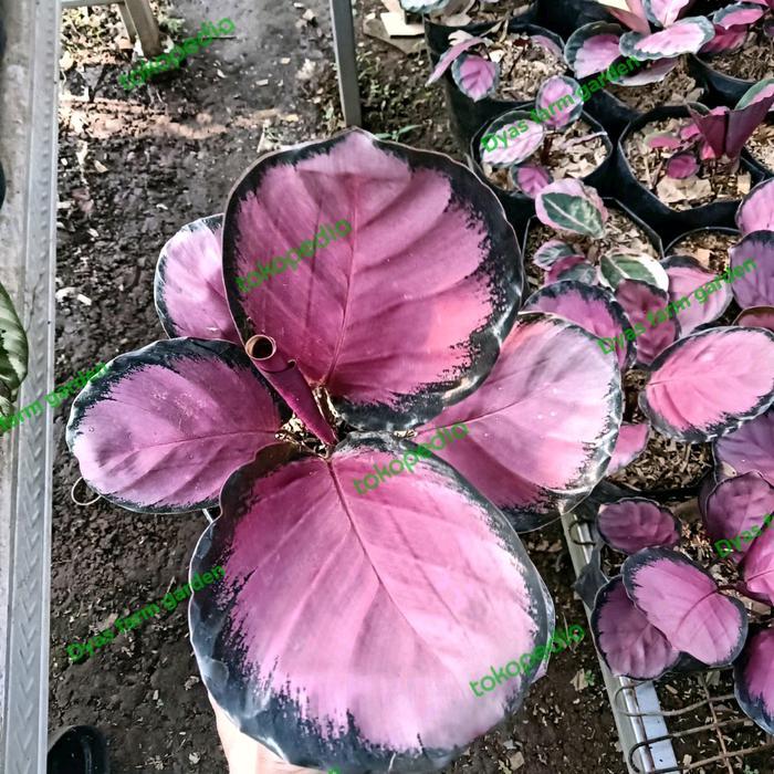 Tanaman Hias calathea Daun Ungu Crimson