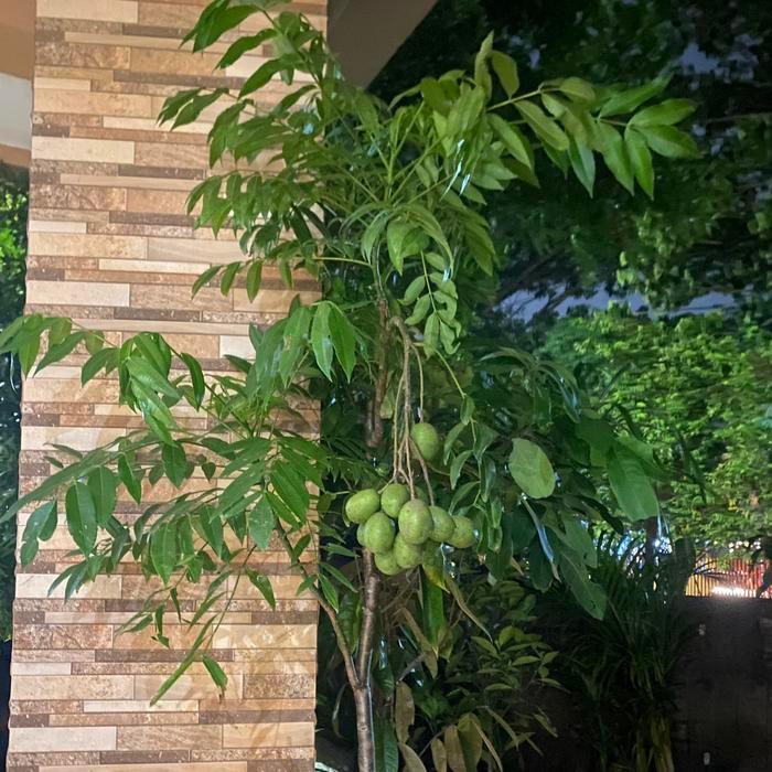 Tanaman buah kedondong mini sudah berbuah