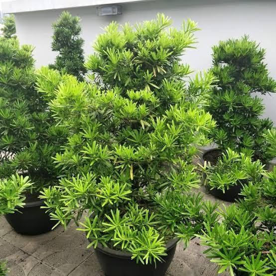 ASLI Taan s Louhanshung - Pohon Lohansung - Bahan Bonsai - Bunga hidup READY STOCK
