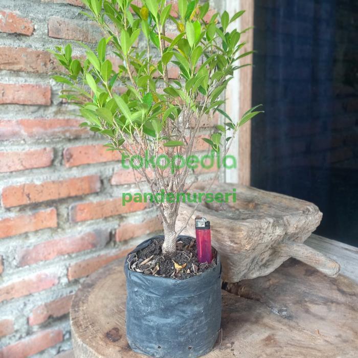 TERLARIS Beringin Kimeng Program akar READY STOCK