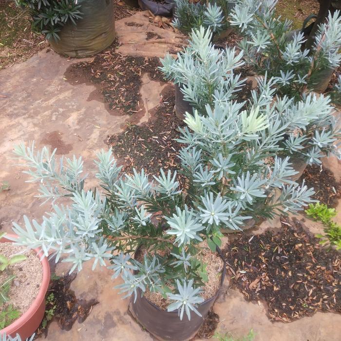 TANAMAN HIAS LOHANSUNG SILVER BLUE ICE - ORIGINAL