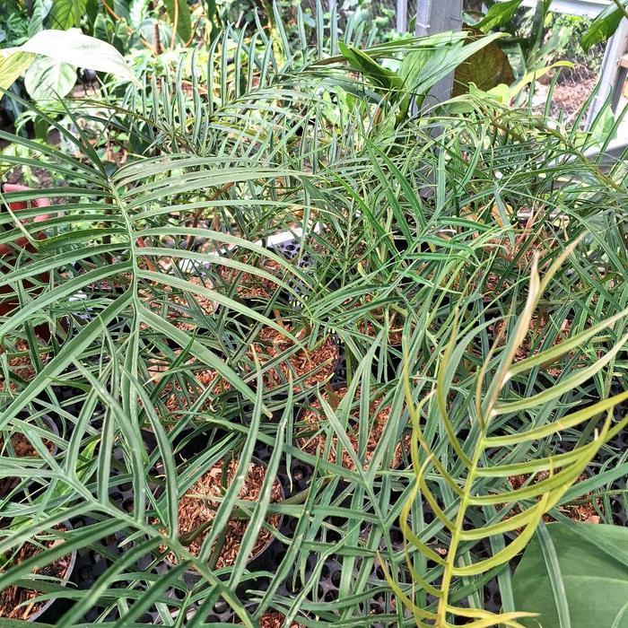 Serasiinspace Philodendron Tortum / Philo Tortum Tanaman Daun