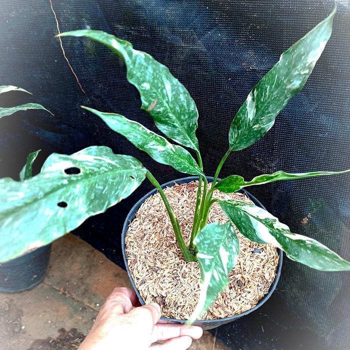 Peace lily domino var. / spathiphyllum domino