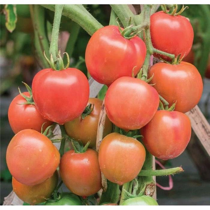 Tomat BARETO 100 Biji Benih Tomat Sayur Tomat JUMBO Tomat Bareto F1 Tomat Besar Benih Sayuran Benih