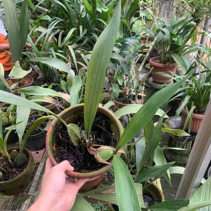 Coeligyne Pandurata Anggrek Hitam Papua Dewasa Medium