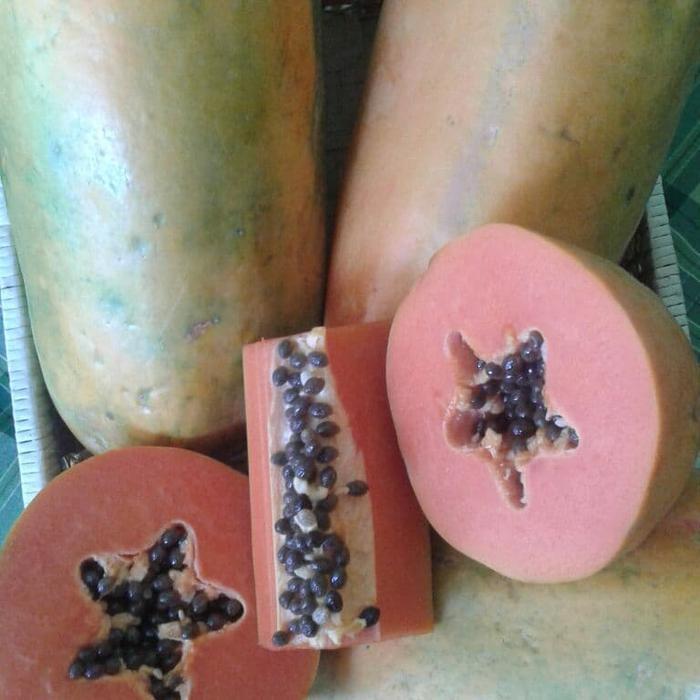 benih pepaya merah delima isi 200btr